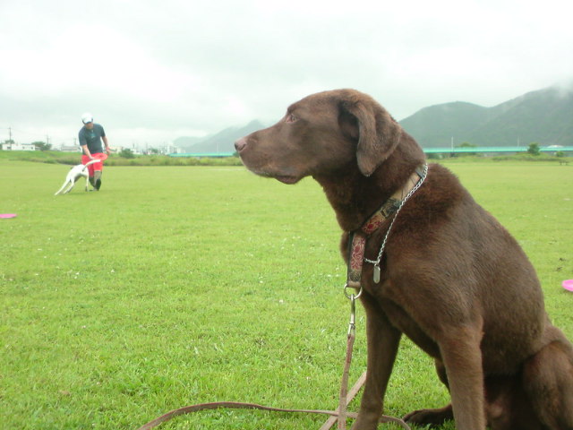 d0093462_8165962.jpg