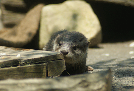 a0039366_0352497.gif