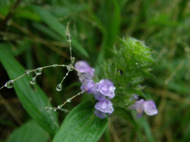 c0042869_20161833.jpg