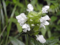 c0042869_2016381.jpg
