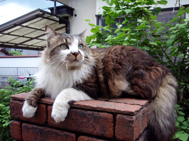 d0162276_1821184.jpg
