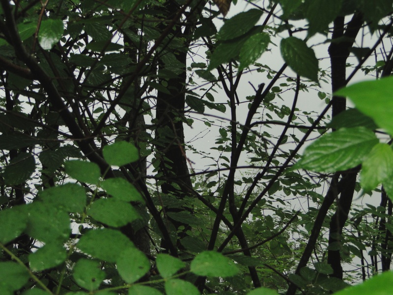 c0183777_5245923.jpg