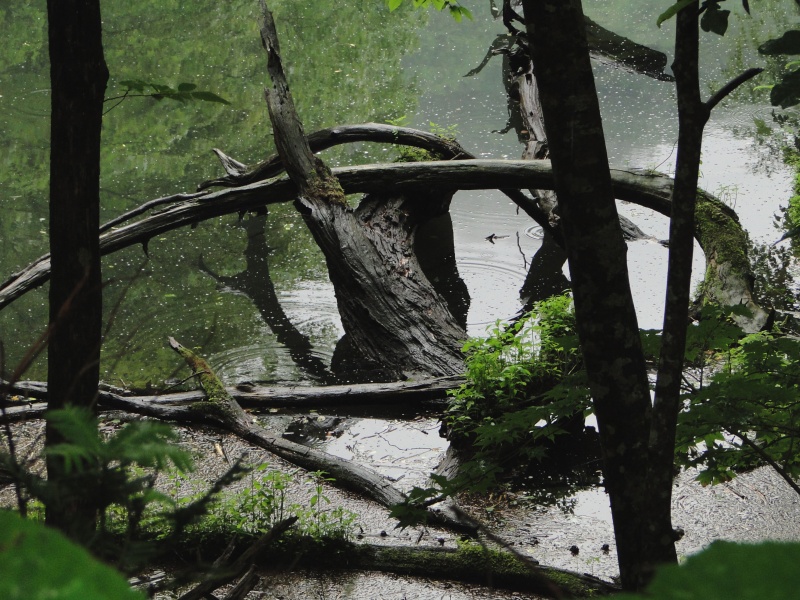 c0183777_5323070.jpg