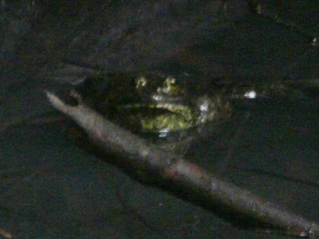 e0145782_1824659.jpg