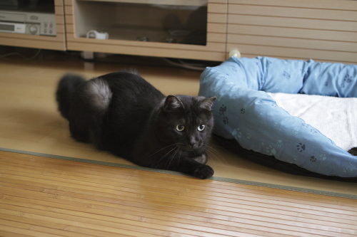 冷えすぎに注意 床に伏せる小僧