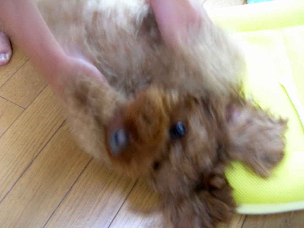c0220700_1258316.jpg