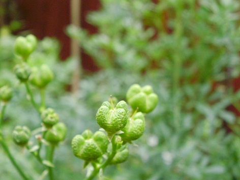 f0008510_1044336.jpg