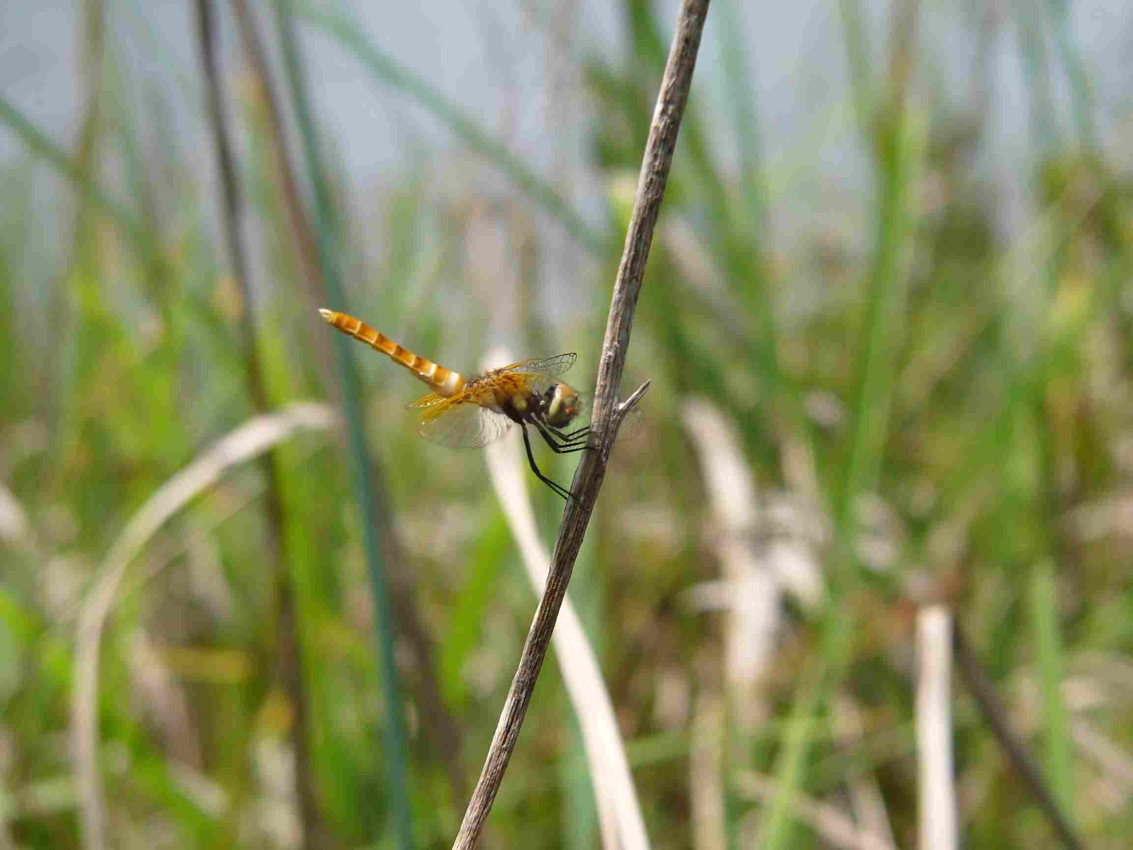 c0062511_2137488.jpg