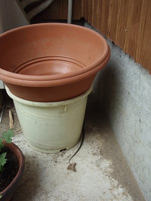 c0145016_1849073.jpg