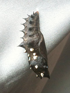 f0226817_11501285.jpg