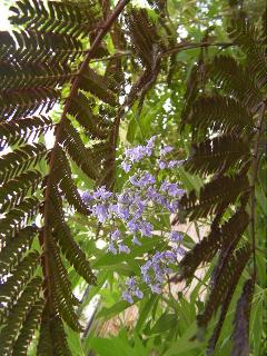 c0204121_15264573.jpg