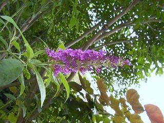 c0204121_1612741.jpg