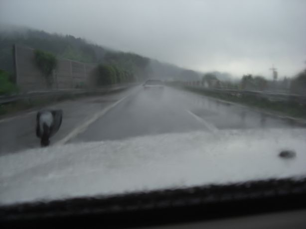 e0142430_1152491.jpg