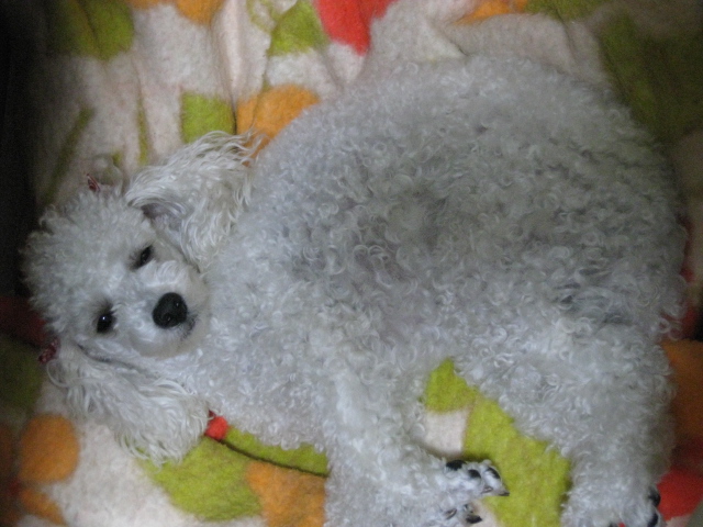 c0117239_8385317.jpg