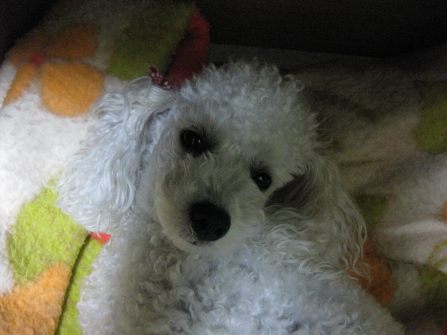 c0117239_840363.jpg