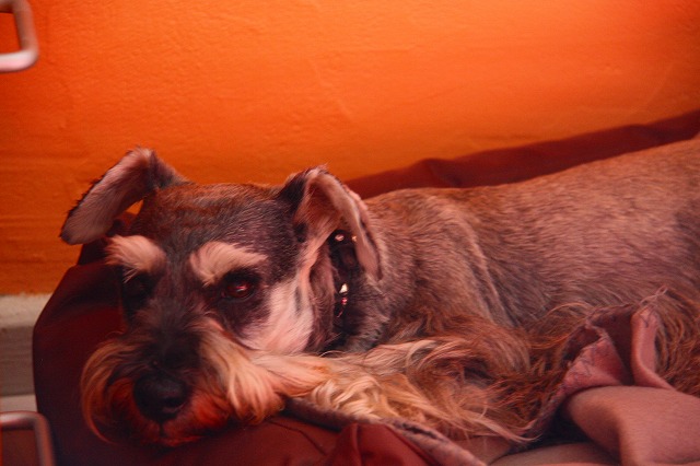 c0153740_193551.jpg
