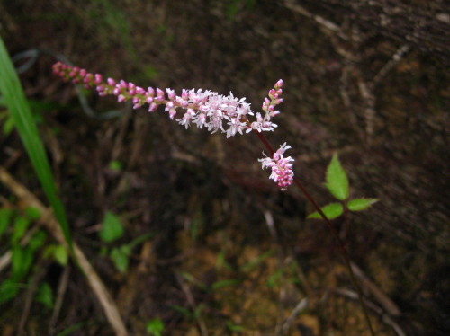 c0179351_11503430.jpg