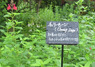 d0031853_414829.jpg