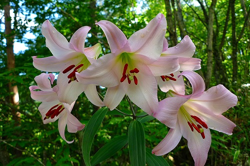 f0182173_1222329.jpg
