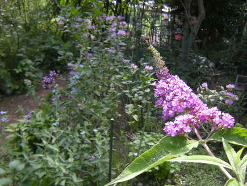 d0145675_1981886.jpg
