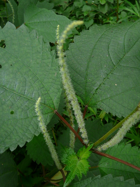 e0145782_1882651.jpg