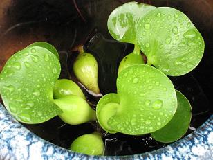 e0130185_075317.jpg