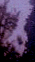 e0103408_1254527.gif
