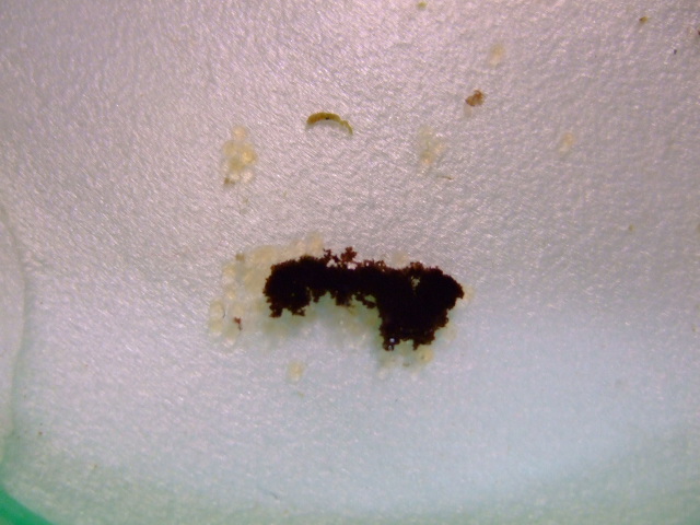 f0152308_20421726.jpg