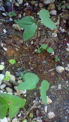 c0097620_2049479.jpg