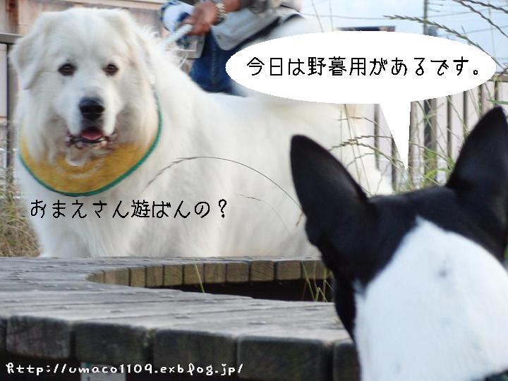 a0165526_22245173.jpg