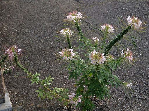b0012636_10172988.jpg
