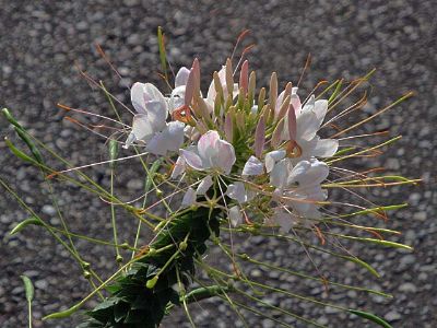 b0012636_10174494.jpg