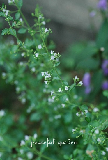 f0229039_21153312.jpg