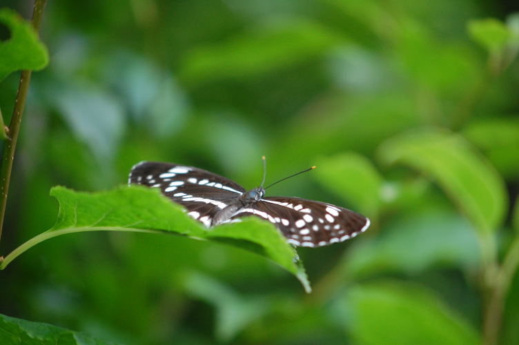b0167762_23393825.jpg