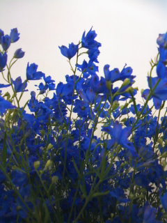 d0084765_12113151.jpg