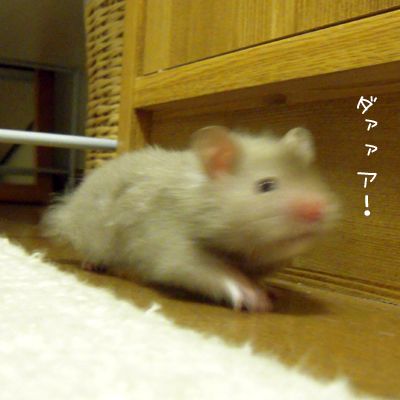 c0160473_10365878.jpg