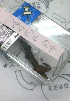 e0118274_8515278.jpg