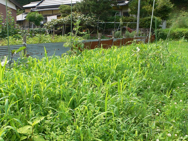b0042882_11443646.jpg