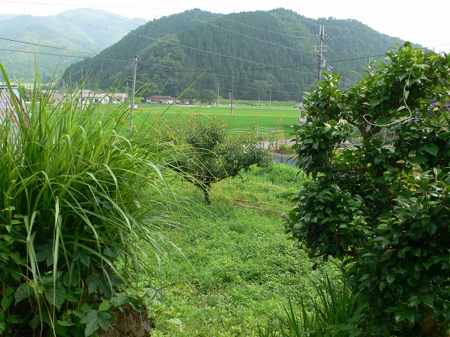 b0042882_11482761.jpg