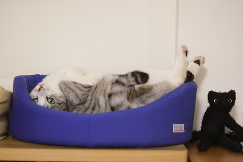 猫ベッドでひっくり返ってねじれているお坊ちゃん