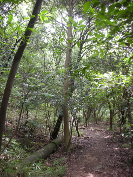 c0145209_21333324.jpg