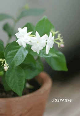 e0136609_171583.gif
