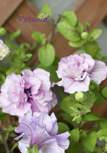 e0136609_1781527.gif