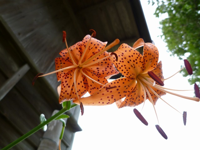 d0037110_22123130.jpg