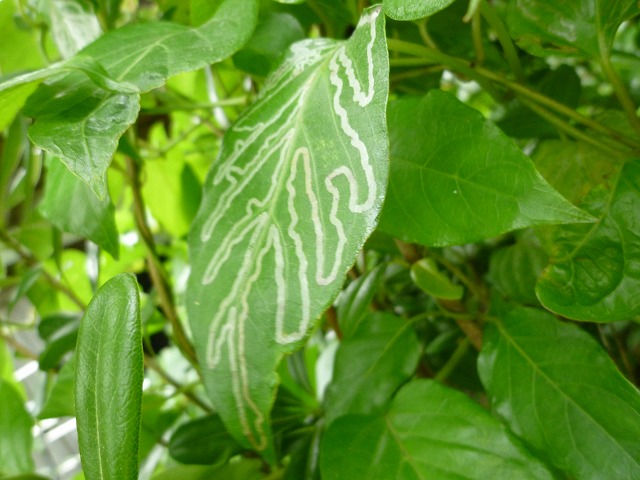 d0037110_2213629.jpg