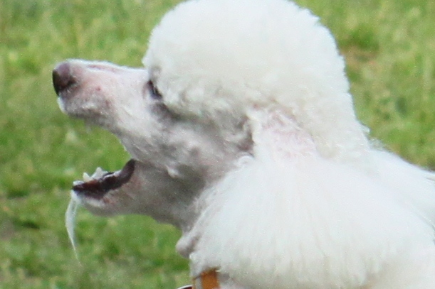 a0109914_1214521.jpg