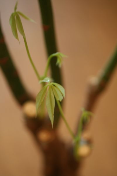 e0190216_891333.jpg