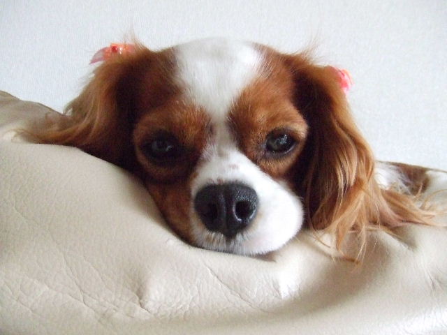 f0214121_213530100.jpg