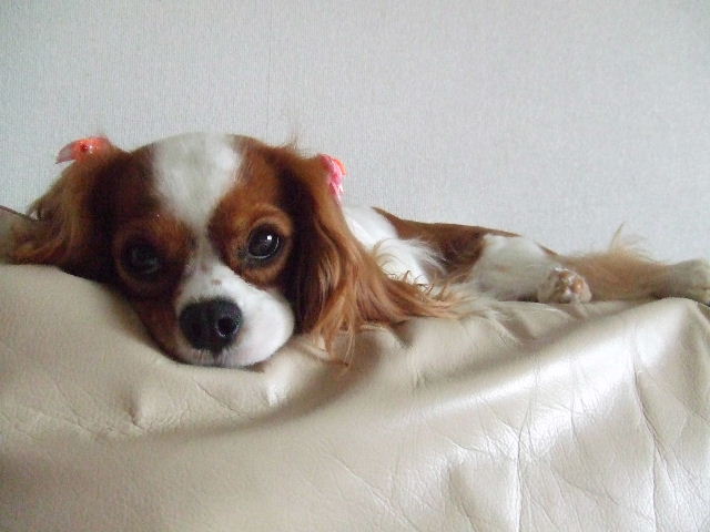 f0214121_2136267.jpg