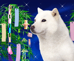 f0107724_20142058.gif